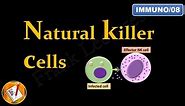 Natural Killer (NK) Cells (FL-Immuno/08)