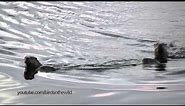 River Otters swimming towards viewer