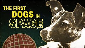 The story of the Soviet space dogs