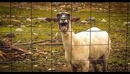 The Screaming Sheep (Original Upload)