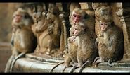 Disneynature's Monkey Kingdom - Official Trailer