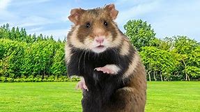 World's Biggest Hamster Breed