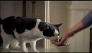 Funny Cat Commercial - TEMPTATIONS Cat Treats