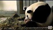 Giant Panda Twins Birth