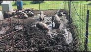 PIGS PLAYING IN THE MUD!!