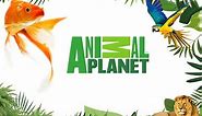 Jogo Animal Planet (Coleção)