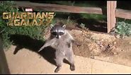 Standing raccoon meme