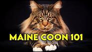 Maine Coon Cat 101 - Watch This Before Getting One (Full Guide)