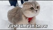 A Scottish Fold cat first time in Lake Tahoe seeing snow and walking in snow | Cats and Snow