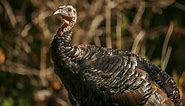 Wild Turkey Fact Sheet