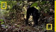 Bonobo Chimps: Girls Rule! | National Geographic