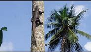 komodo dragon trees are climbing -Drone Video