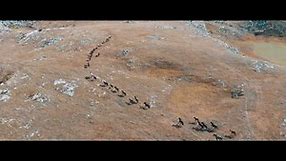 Livanjski divlji konji / Wild horses of Livno, Bosna and Hercegovina - Amazing Drone Footage