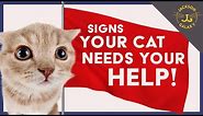 🚩Your Cat is Sending You Warning Signs - Don't Ignore Them!🚩