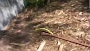 Inchworm - Geometer Moth Caterpillar, Geometridae
