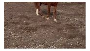 🐎🐎🐎🐎Gold Moscato🐎🐎🐎🐎🐎... - Foundation Morgan Horse Breeders