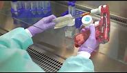 Aseptic Techniques: Cell Culture Basics