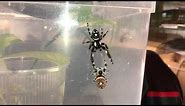 Jumping spider Mating