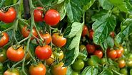 Determinate Tomatoes [Best Varieties] | Family Food Garden