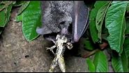 Frog-eating Bats