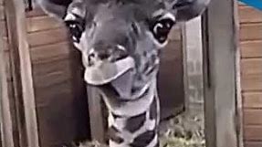 Funny! Baby giraffe sticks out tongue - ABC15 Digital