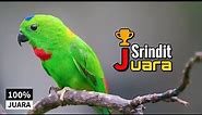 SERINDIT JUARA : Masteran Suara Burung Serindit (100% Juara)