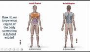 Introduction to the Human Body: Overview and Gross Anatomy