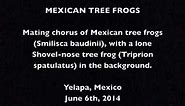 Mating chorus of Mexican tree frogs (Smilisca baudinii)