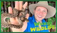 The Australian Scrub Python : Australia’s Largest Snake