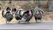 Turkeys gobbling