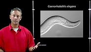 Online Developmental Biology: Introduction to C. elegans