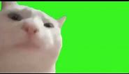 Vibing Cat Green Screen ( Dancing cat meme 2020 )
