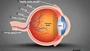 Human Eye Structure: Eye Anatomy Explained