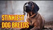 Top 10 Stinkiest Dog Breeds You Need To Know