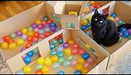 Deluxe Cat Ball Pit! - Cole and Marmalade