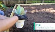 How to Plant Desert Escape Cacti and Succulents - Costa Farms