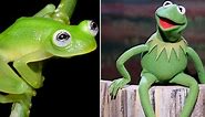 Real-Life Kermit the Frog: New Glass Frog Species Discovered in Costa Rica