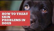 5 Most Common Skin Problems in Dogs and How To Treat Them