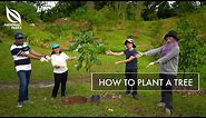 How To Plant A Tree | OneMillionTrees Movement