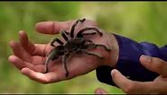 10 BIGGEST Spiders In The World
