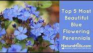 Top 5 Most Beautiful Blue Flowering Perennials | NatureHills.com