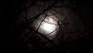 Full Moon Rising at Night in Forest | HD Relaxing Screensaver