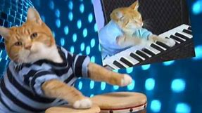 Keyboard Cat Bongos!
