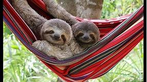 LIFE IN THE SLOTH LANE