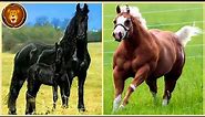 10 Strongest Horse Breeds in the World