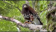 Ashford Castle and Falconry - Ireland