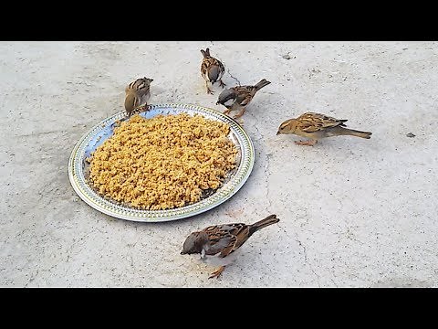 How to Make Food for Backyard Sparrows | Birds Feeding | Birdy Tube | les oiseaux