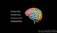 Neuroscience Basics: Human Brain Anatomy and Lateralization of Brain Function, 3D Animation.