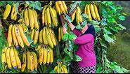 Lots of Harvested Fresh Bananas! How to Prepare Delicious Banana Jam?