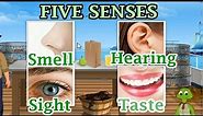 The 5 Senses: Sight, Hearing, Taste, Smell and Touch, Preschool and Kindergarten Activities